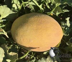 Дыня Лукстар F1 500 семян. (Enza Zaden) Дыня Лукстар F1 500 семян. (Enza Zaden)