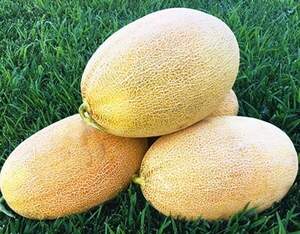 Дыня Лукстар F1 500 семян. (Enza Zaden)