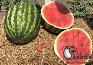 Арбуз Термез F1 500 семян. (Enza Zaden)