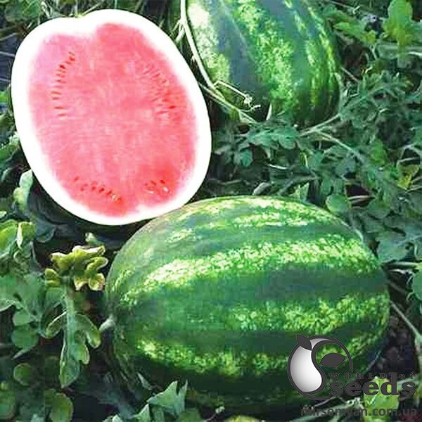 Арбуз Термез F1 500 семян. (Enza Zaden) Арбуз Термез F1 500 семян. (Enza Zaden)