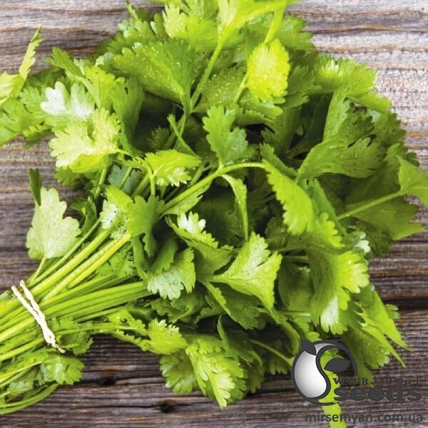 Кориандр Марино 25 000н Энза Кориандр Марино 25 000н Энза