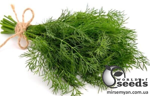 Укроп Тедди 250 000 семян. (Enza Zaden) Укроп Тедди 250 000 семян. (Enza Zaden)