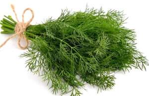 Укроп Тедди 250 000 семян. (Enza Zaden) Укроп Тедди 250 000 семян. (Enza Zaden)