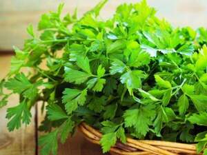 Петрушка Топит 50 000сем. (Enza Zaden) Петрушка Топит 50 000сем. (Enza Zaden)