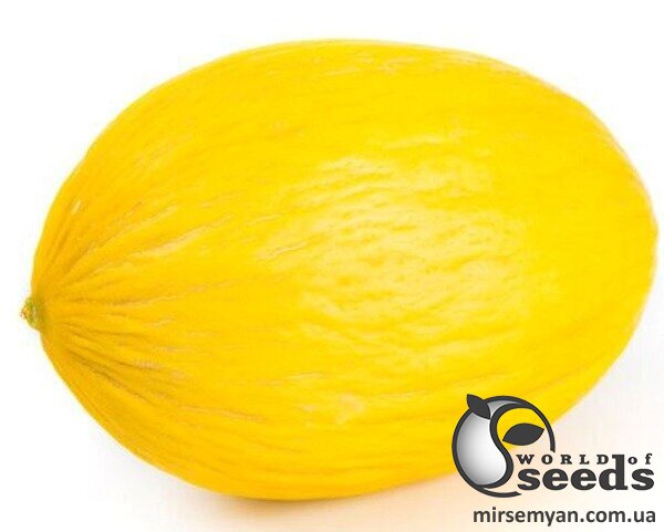Дыня Кечал F1 1000 семян. (Rijk Zwaan) Дыня Кечал F1 1000 семян. (Rijk Zwaan)