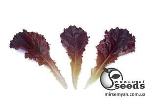 Салат Алборето мелколист. 100 000 семян. (Rijk Zwaan)