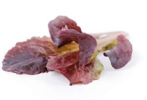 Салат Алборето мелколист. 100 000 семян. (Rijk Zwaan)