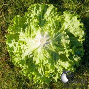 Салат Авеледа 1000 семян. (Enza Zaden) Салат Авеледа 1000 семян. (Enza Zaden)