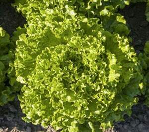 Салат Авеледа 5000 семян. (Enza Zaden)