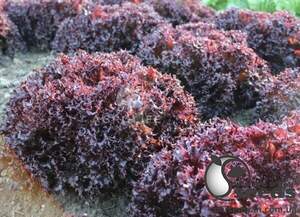 Салат Обзорка 1000 семян. (Enza Zaden)