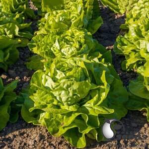 Салат Аналотта 5000 семян. (Enza Zaden) Салат Аналотта 5000 семян. (Enza Zaden)