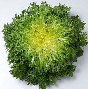 Салат Бенефайн 1000 семян. (Enza Zaden)