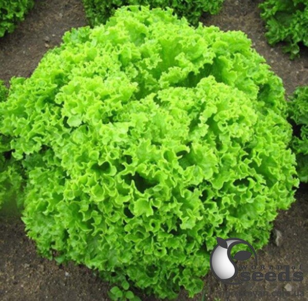 Салат Бриетта 5000 семян. (Enza Zaden) Салат Бриетта 5000 семян. (Enza Zaden)