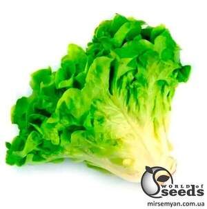 Салат Вайдоза 5000 семян. (Enza Zaden)