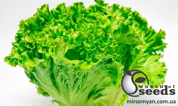 Салат Вайдоза 5000 семян. (Enza Zaden) Салат Вайдоза 5000 семян. (Enza Zaden)