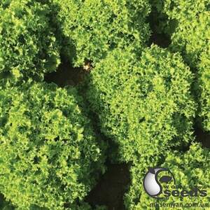 Салат Вилли 1000 семян. (Enza Zaden) Салат Вилли 1000 семян. (Enza Zaden)