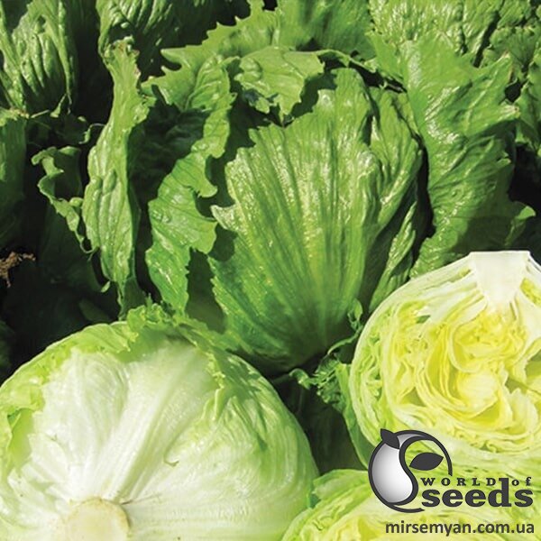 Салат Глендона 1 000 семян. (Enza Zaden) Салат Глендона 1 000 семян. (Enza Zaden)