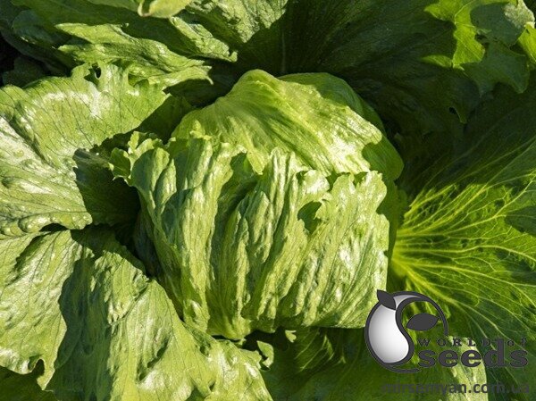 Салат Эдуардо 5000 семян. (Enza Zaden) Салат Эдуардо 5000 семян. (Enza Zaden)