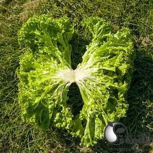 Салат Кели 1000 семян. (Enza Zaden)