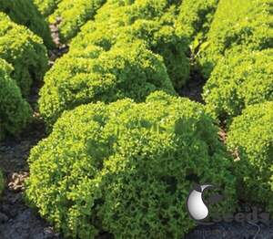 Салат Кели 5000 семян. (Enza Zaden)