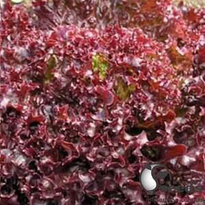 Салат Лея 1000 семян. (Enza Zaden) Салат Лея 1000 семян. (Enza Zaden)