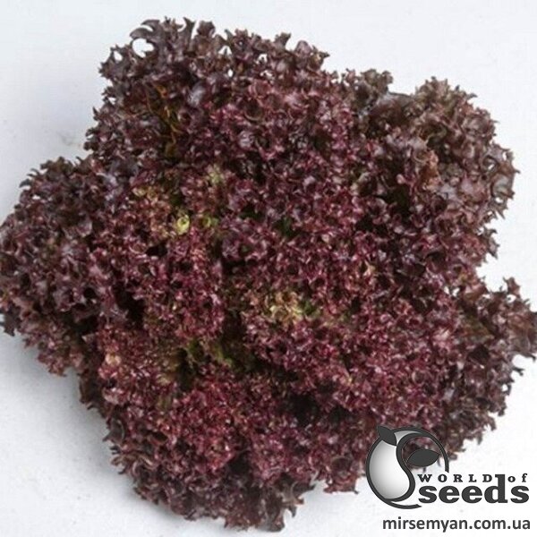 Салат Лея 1000 семян. (Enza Zaden) Салат Лея 1000 семян. (Enza Zaden)