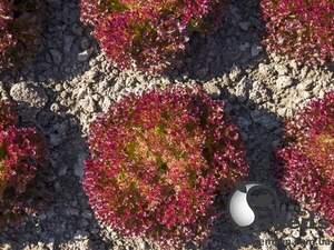 Салат Туска 1000 семян. (Enza Zaden) Салат Туска 1000 семян. (Enza Zaden)