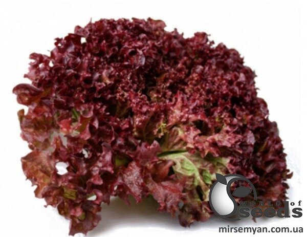 Салат Туска 1000 семян. (Enza Zaden) Салат Туска 1000 семян. (Enza Zaden)