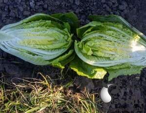 Салат Яра 1000 семян. (Enza Zaden) Салат Яра 1000 семян. (Enza Zaden)