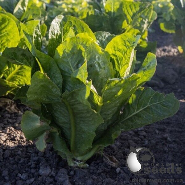 Салат Яра 5000 семян. (Enza Zaden) Салат Яра 5000 семян. (Enza Zaden)