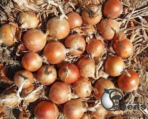 Лук Ироко F1 250 000 семян. (Enza Zaden)