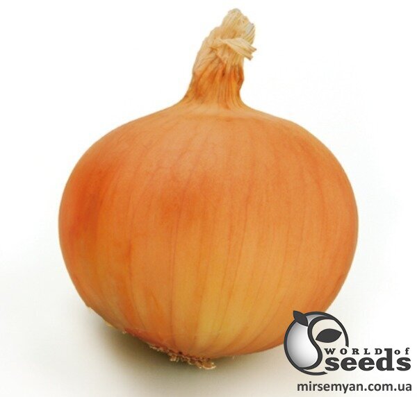 Лук Ироко F1 250 000 семян. (Enza Zaden) Лук Ироко F1 250 000 семян. (Enza Zaden)