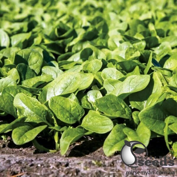 Шпинат Кросстрек 25 000 семян. (Enza Zaden) Шпинат Кросстрек 25 000 семян. (Enza Zaden)