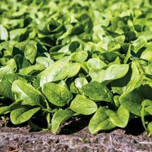 Шпинат Кросстрек 25 000 семян. (Enza Zaden) Шпинат Кросстрек 25 000 семян. (Enza Zaden)