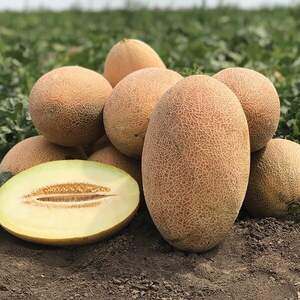 Дыня Ребекка F1 5000 семян.  (Hazera) Дыня Ребекка F1 5000 семян.  (Hazera)