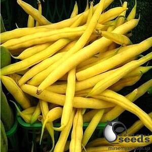 Фасоль Голден Гол 5000 семян. (Hazera)