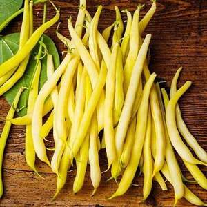 Фасоль Голден Гол 5000 семян. (Hazera) Фасоль Голден Гол 5000 семян. (Hazera)