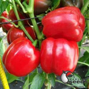 Перец Диагорас F1 1000 семян.  (Hazera)