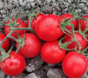 Помидоры Воларе F1 1000 семян.  (Hazera)