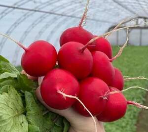 Редис Аутелла F1 250 гр. (Hazera) Редис Аутелла F1 250 гр. (Hazera)