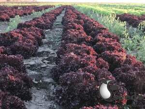 Салат Бахус (драже)  5000 семян.  (Hazera)