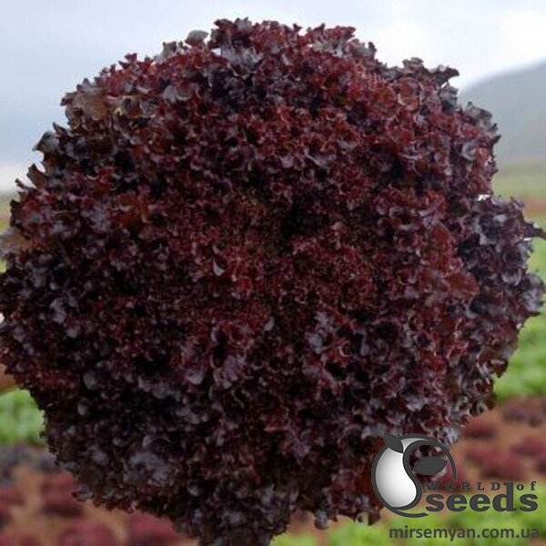 Салат Бахус (драже) 5000 семян. (Hazera) Салат Бахус (драже) 5000 семян. (Hazera)