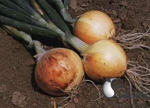 Лук Саратога F1 250 000 семян.  (Hazera)