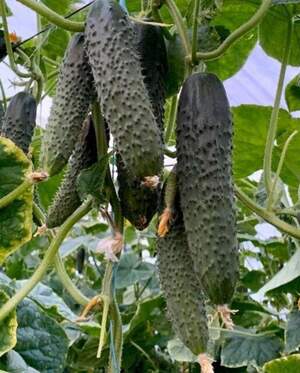 Огурец Примеро F1 500 семян. (Yuksel Seeds)