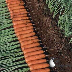 Морковь Танжерина F1 (1,8-2,0) 100 000 семян. (Takii Seeds)