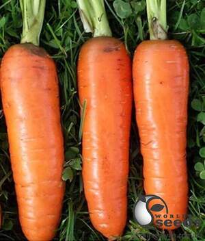 Морковь Танжерина F1 (1,8-2,0) 100 000 семян. (Takii Seeds)