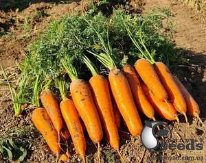 Морковь Коралина F1 (Ты-134 F1) , (1,8-2,0) 100 000 сем., Takii Seeds