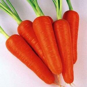 Морковь Коралина F1 (Ти-134 F1) , (1,8-2,0) 100 000 сем., Takii Seeds