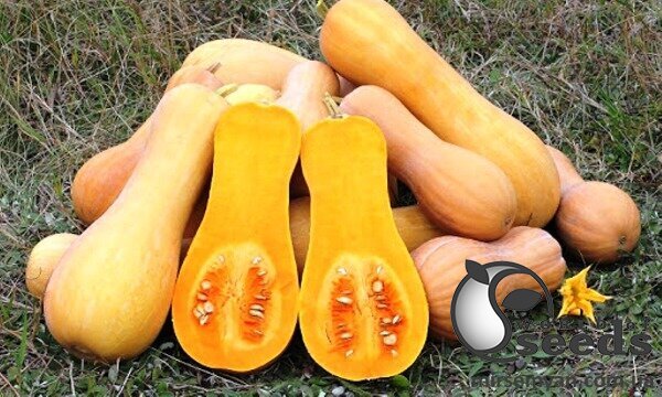 Тыква Атлас F1 1000 семян. (Sakata) Тыква Атлас F1 1000 семян. (Sakata)