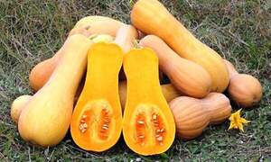 Тыква Атлас F1 1000 семян. (Sakata) Тыква Атлас F1 1000 семян. (Sakata)